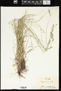 Carex normalis image