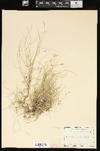 Carex novae-angliae image