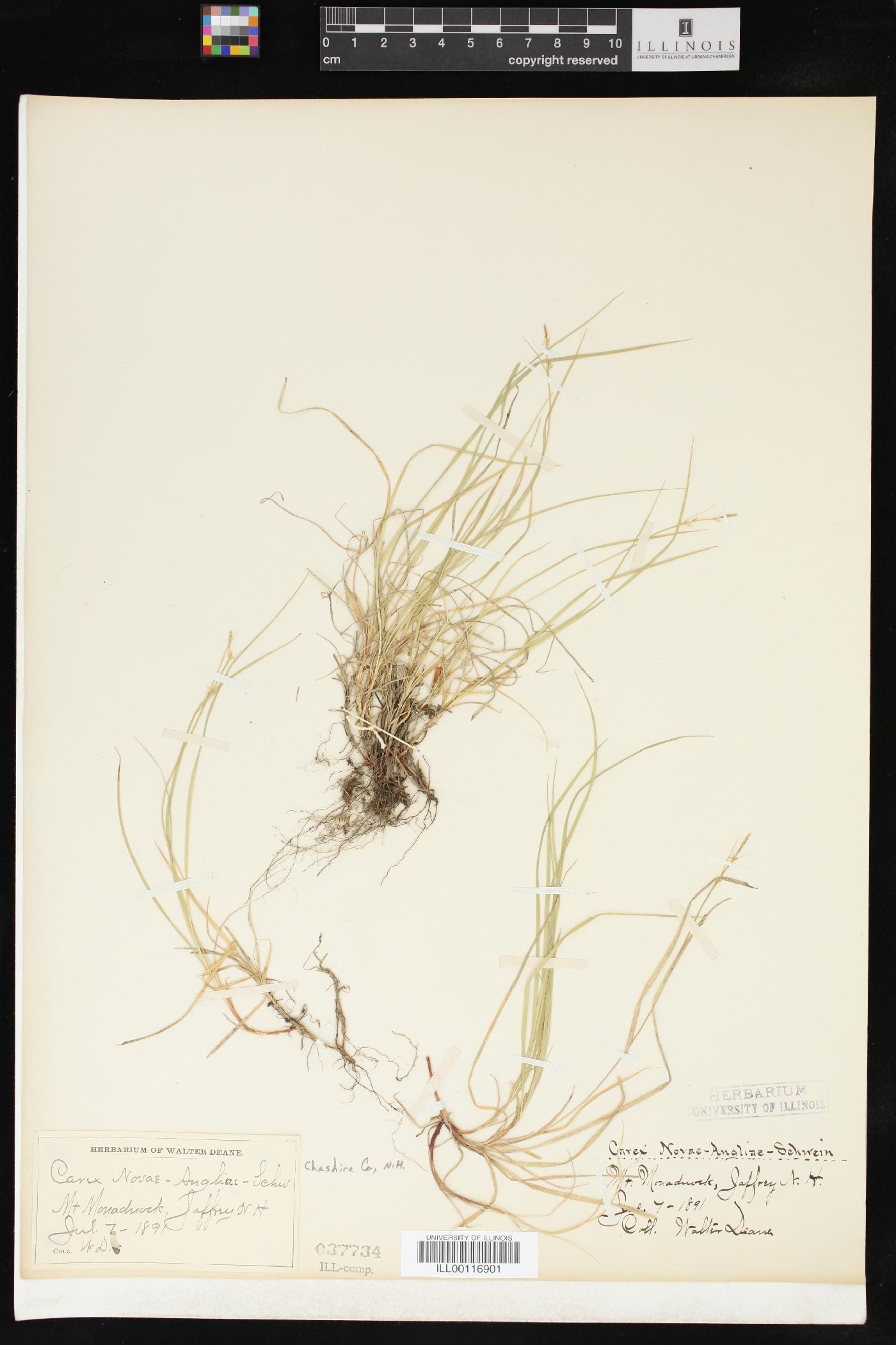 Carex novae-angliae image