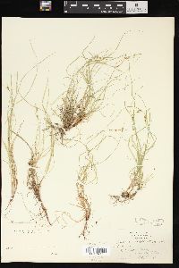 Carex novae-angliae image