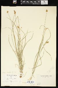 Carex haydeniana image