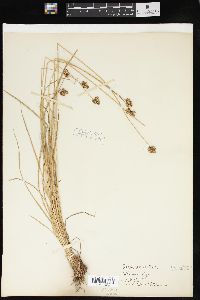 Carex festiva image