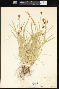 Carex festiva var. haydeniana image