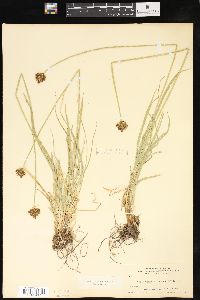 Carex festiva var. haydeniana image