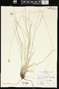 Carex occidentalis image