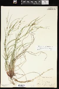 Carex oligocarpa image