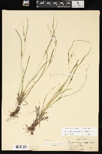 Carex oligocarpa image