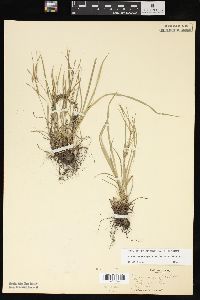 Carex oligocarpa image