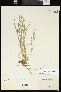 Carex oligocarpa image