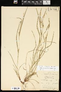 Carex oligocarpa image