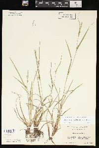 Carex oligocarpa image