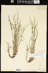 Carex oligocarpa image