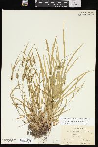 Carex oligocarpa image