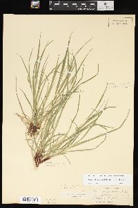 Carex oligocarpa image