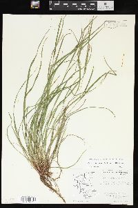 Carex oligocarpa image