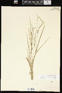 Carex oligocarpa image