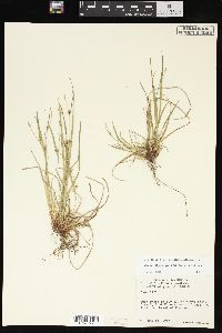 Carex oligocarpa image