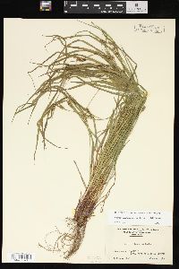 Carex oligocarpa image