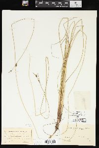 Carex oligosperma image