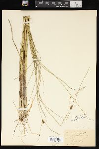 Carex oligosperma image