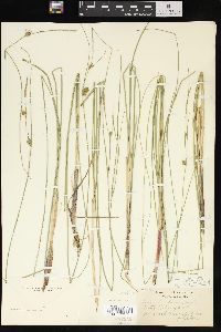 Carex oligosperma image