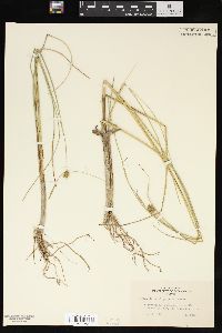 Carex oligosperma image