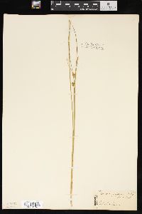 Carex oligosperma image