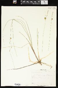 Carex oligosperma image