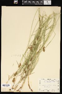 Carex oronensis image