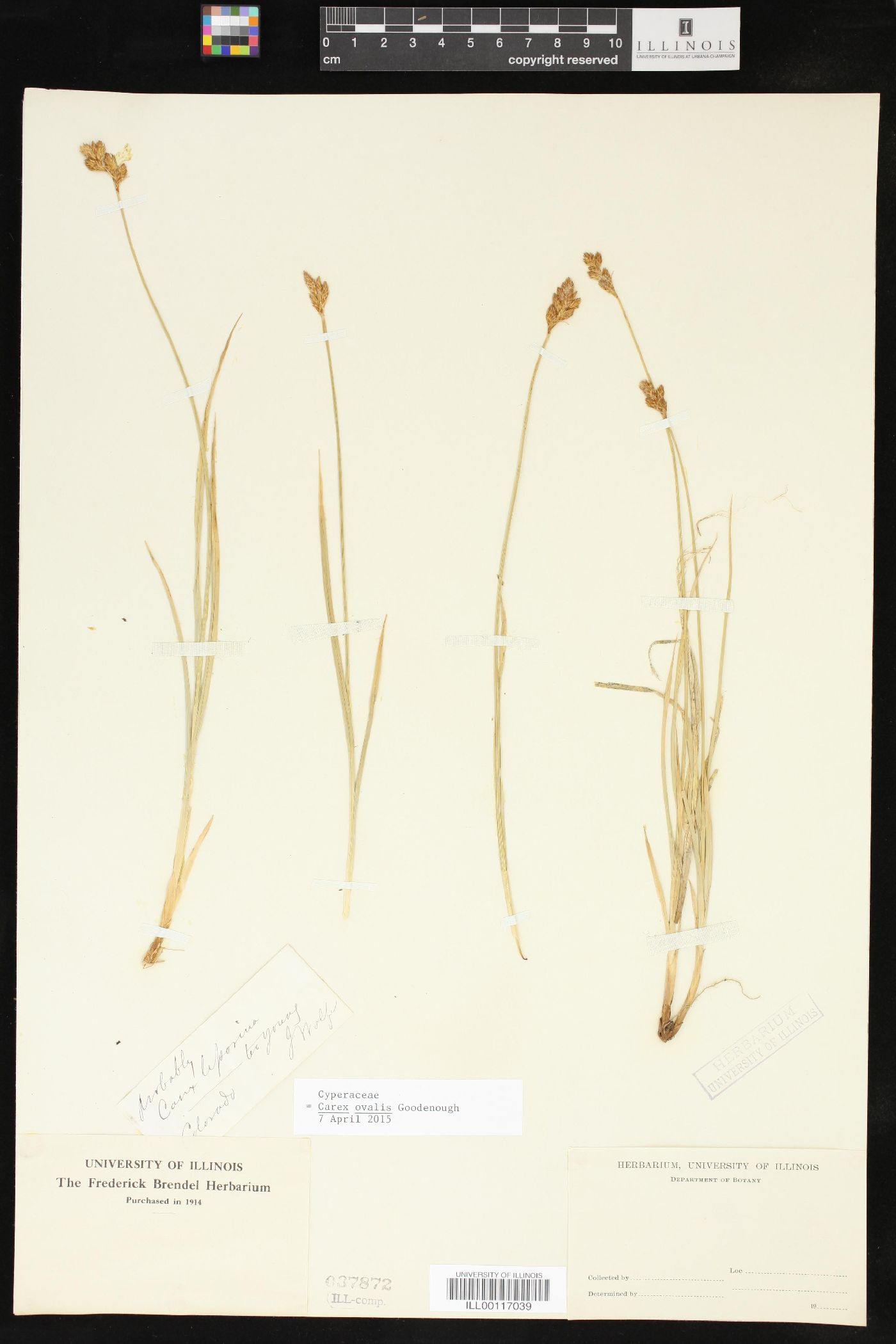 Carex ovalis image