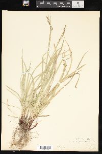 Carex oxylepis image