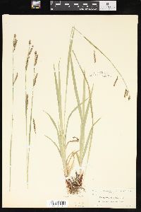 Carex oxylepis image