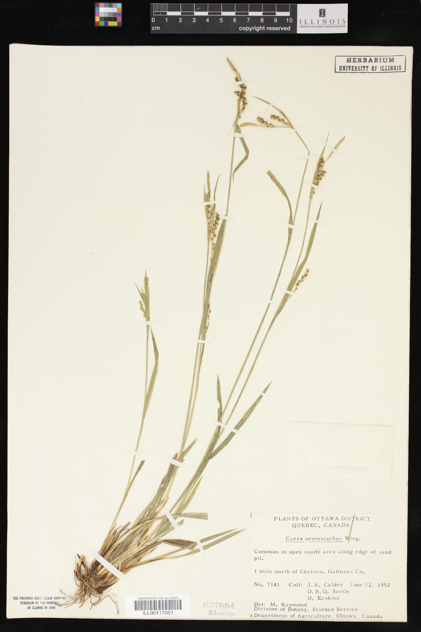 Carex ormostachya image