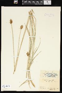 Carex pachystachya image