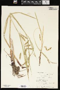 Carex paleacea image