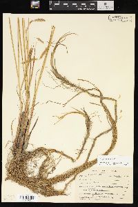 Carex paleacea image