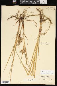 Carex paleacea image