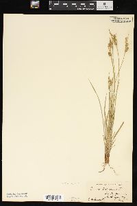 Carex pallescens image