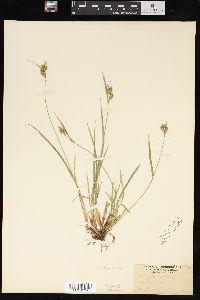 Carex pallescens image