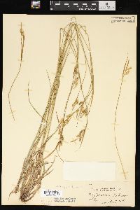 Carex pallescens image