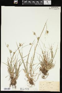 Carex pallescens image