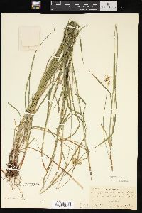 Carex pallescens image