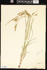 Carex pallescens image