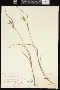 Carex pallescens image