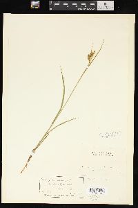 Carex pallescens image