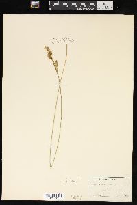 Carex pallescens image