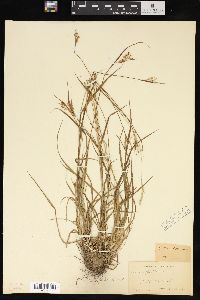 Carex pallescens image