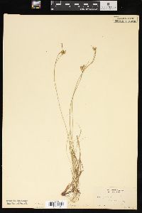 Carex pallescens image