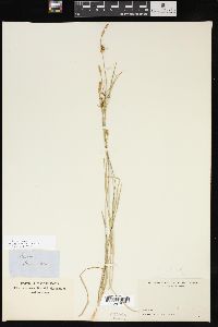 Carex meadii image