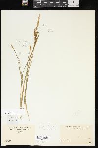 Carex meadii image